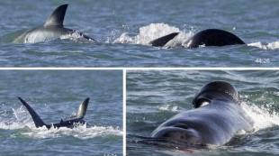 orca attacco squalo in sudafrica 1