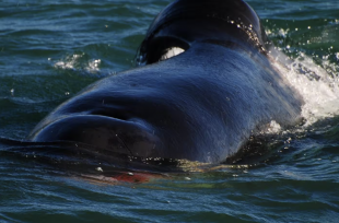 orca attacco squalo in sudafrica 2