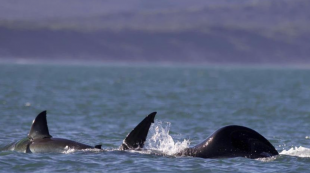 orca attacco squalo in sudafrica 3