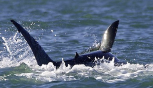 orca attacco squalo in sudafrica 4