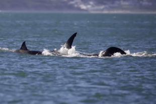 orca attacco squalo in sudafrica 5