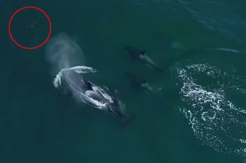 orche aggrediscono uno squalo verdesca 1