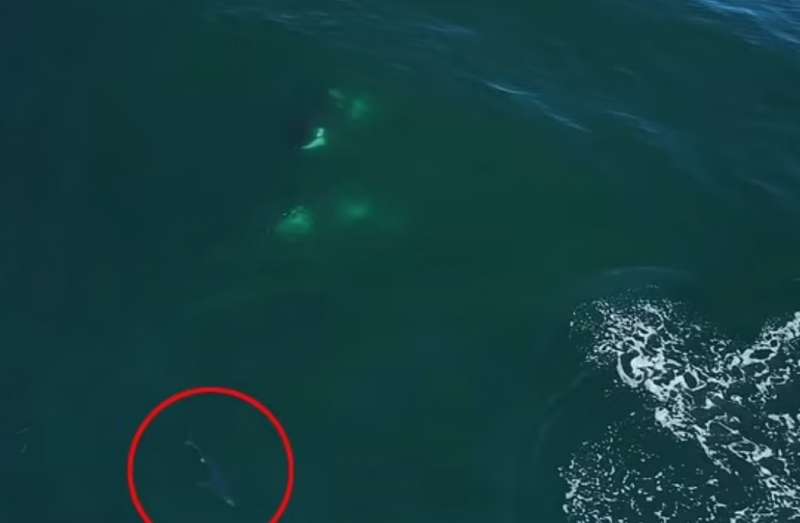 orche aggrediscono uno squalo verdesca 2