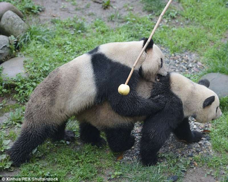 accoppiamento panda 3