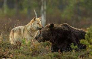 lupo e orso in finlandia