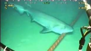 uno squalo attacca un cavo sottomarino