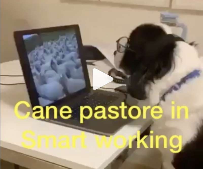 cane pastore in smart working - coronavirus meme