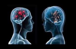 cervello uomo e donna 5
