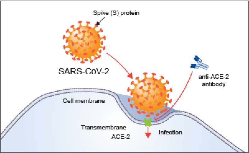 coronavirus anticorpi