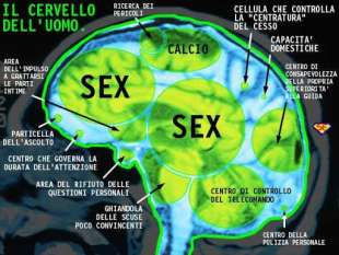 il cervello dell'uomo