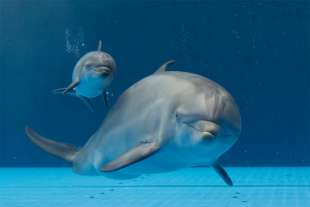 delfino acquario genova 2
