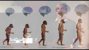 evoluzione cervello