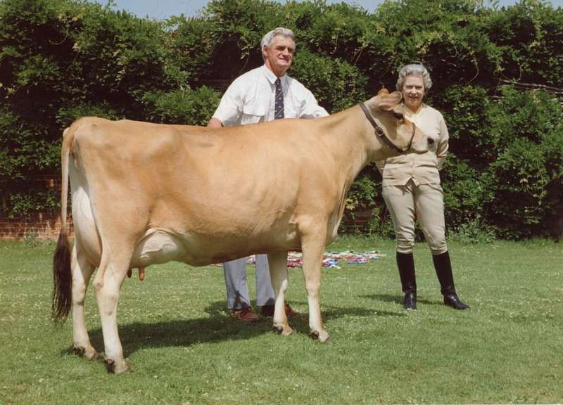 La regina al castello di Windsor nel 1992 in compagnia di una mucca di nome Elisabeth