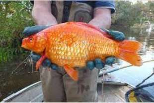 pesce rosso gigante 4