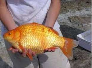 pesce rosso gigante 6