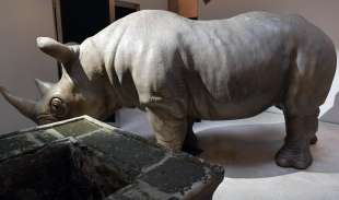 rhinoceros foto di bacco