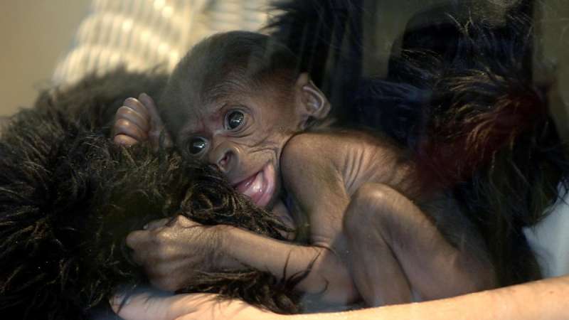 Scimmia neonata