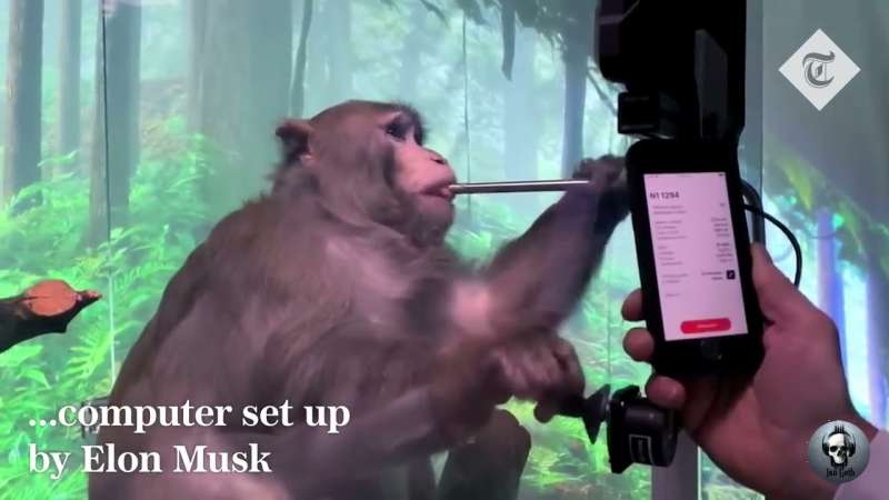 Scimmie Musk