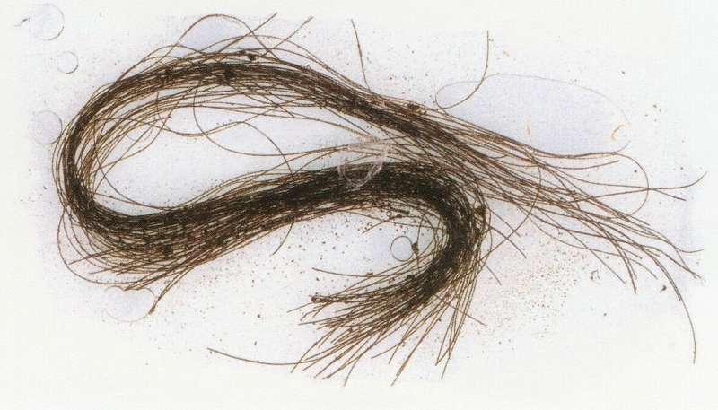 tracce di sostanze allucinogene trovate nei capelli preistorici