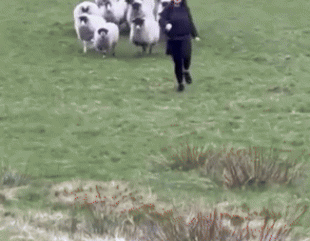 donna scappa da un gregge di pecore 1