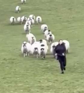 donna scappa da un gregge di pecore 2