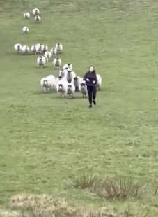 donna scappa da un gregge di pecore 3