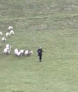 donna scappa da un gregge di pecore 4