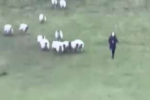 donna scappa da un gregge di pecore 5