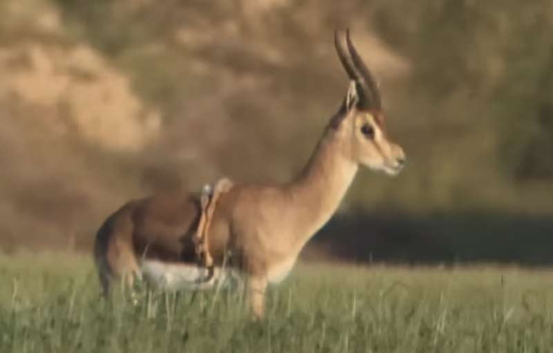 gazzella con sei zampe in israele 4