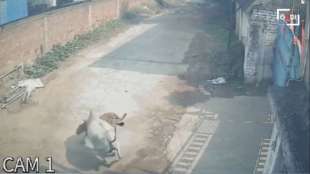 india - mucca difende vitello dall'attacco di un leopardo