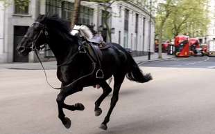 la fuga dei cavalli della household cavalry a londra 2