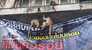scimmie in thailandia 3