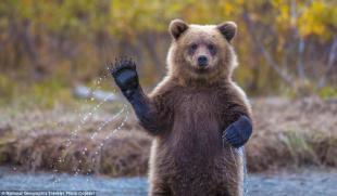 Il saluto dell orso dell Alaska