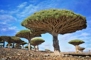 #9 dragonblood trees, socotra, yemen