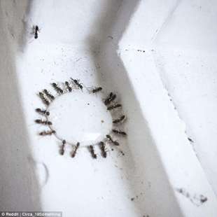goccia di formiche