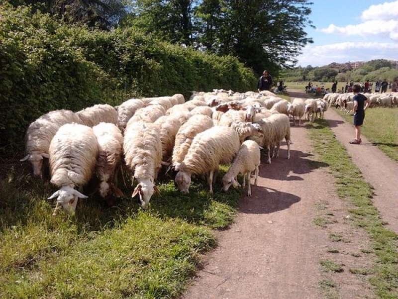 pecore alla caffarella