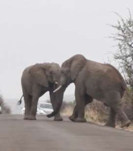 combattimento tra elefanti 1