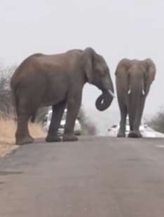 combattimento tra elefanti 2