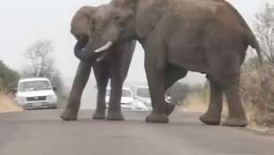 combattimento tra elefanti 3