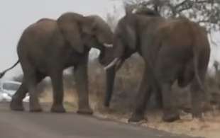 combattimento tra elefanti 4