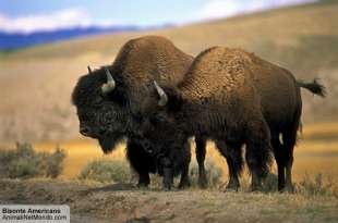 i bisonti americani