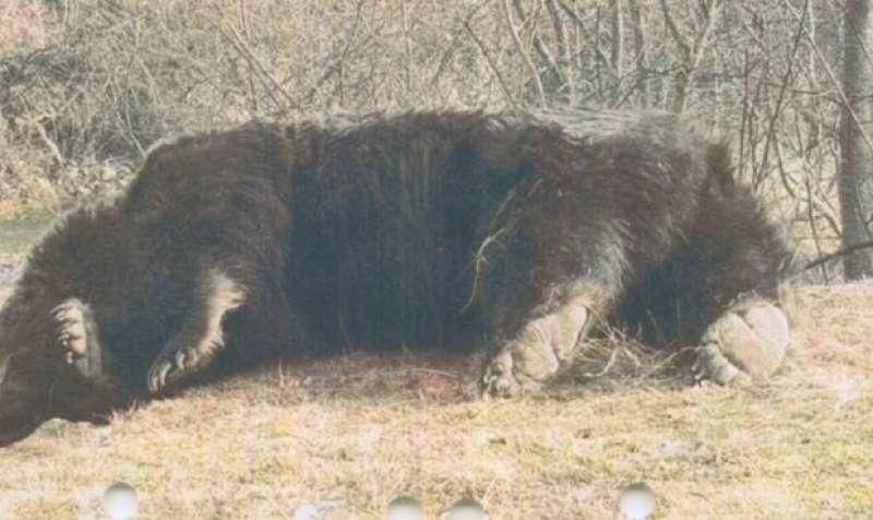 il cadavere dell'orso arthur