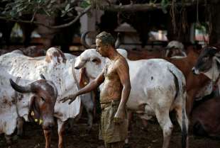 Il rituale indu con lo sterco di vacca