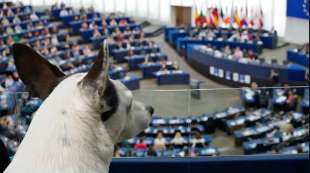 commissario europeo per il benessere animale