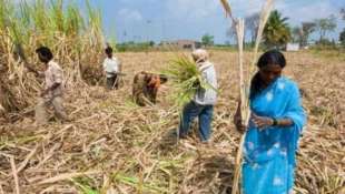 lavoratrici agricole senza utero in india 2