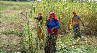lavoratrici agricole senza utero in india 3