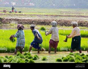 lavoratrici agricole senza utero in india 6