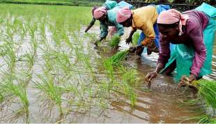 lavoratrici agricole senza utero in india 7
