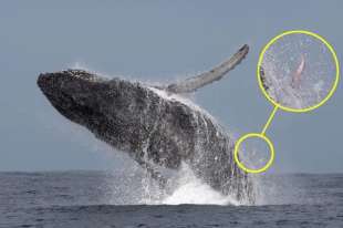 pene di balena