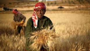 Raccolta del grano in Egitto.